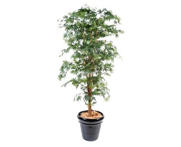 Aralia érable vert en pot 150 et 180 cm