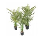 Areca multi PVC 125 145 160 cm
