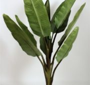 Bananier 150 cm