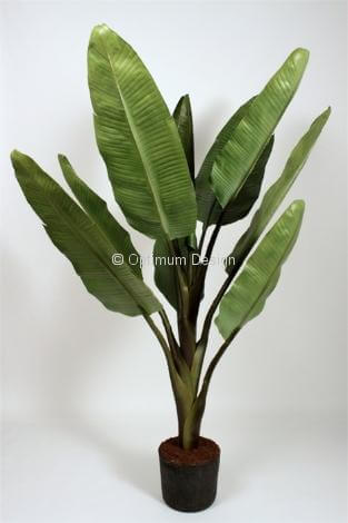 Bananier 150 cm