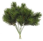 Branchage Pin Picea 23 cm