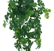 Philodendron