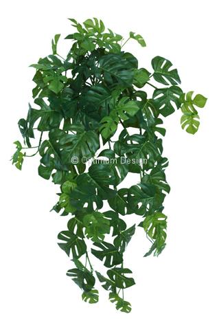 Philodendron