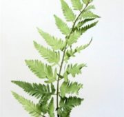 Fougère 50 cm