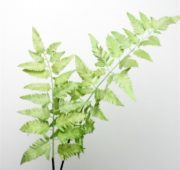 Fougère double 50 cm