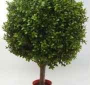 Buis boule tronc bois en pot 65 cm