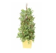 Buis spiral en pot bois 60 cm