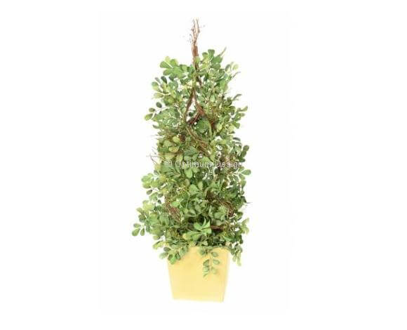 Buis spiral en pot bois 60 cm