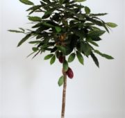 Cacao 182 cm