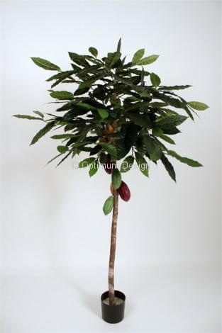 Cacao 182 cm