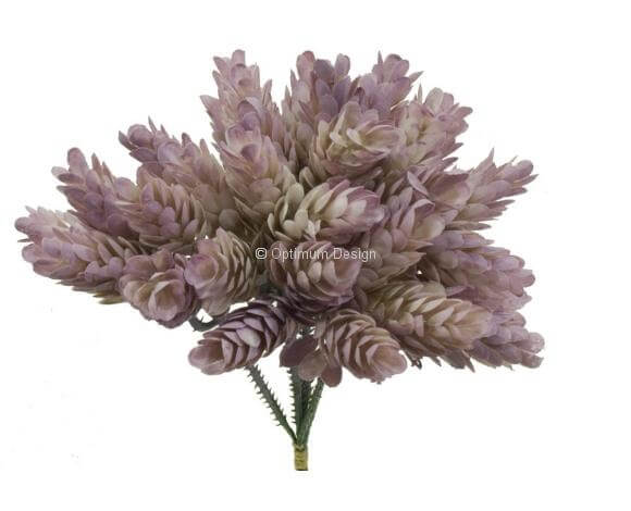 Cactus automne Pin interieur 20 cm