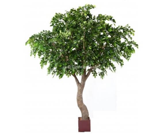 Chêne 360 et 620 cm