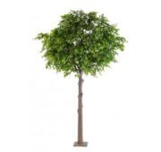 Chêne tête ronde 300 et 400 cm