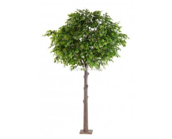 Chêne tête ronde 300 et 400 cm