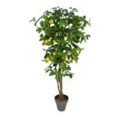 Citronnier liane rond 180 cm