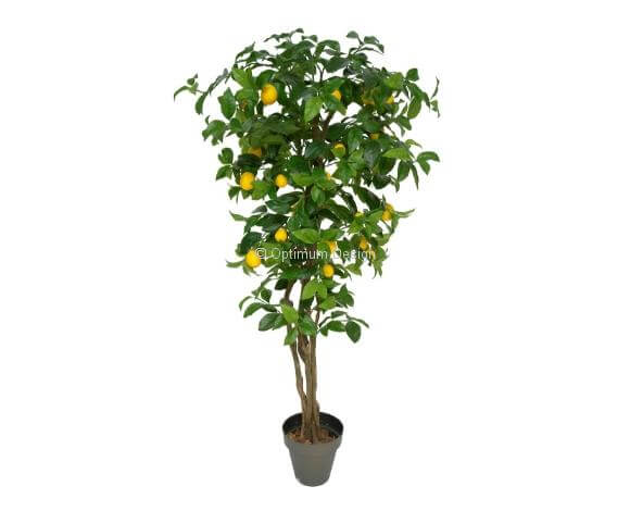 Citronnier liane rond 180 cm