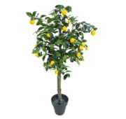 Citronnier naturel tronc 120, 150, 180 et 210 cm