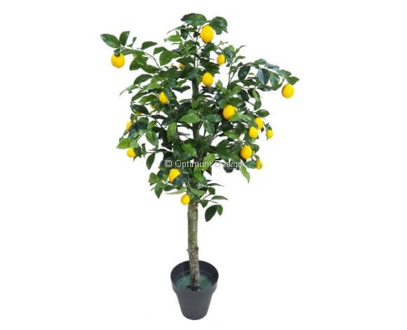 Citronnier naturel tronc 120, 150, 180 et 210 cm