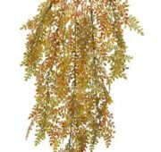 Crassula automne