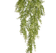 Crassula suspendue vert