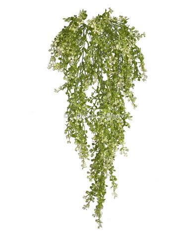 Crassula suspendue vert