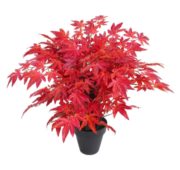 Erable japonais mini rouge 60 cm