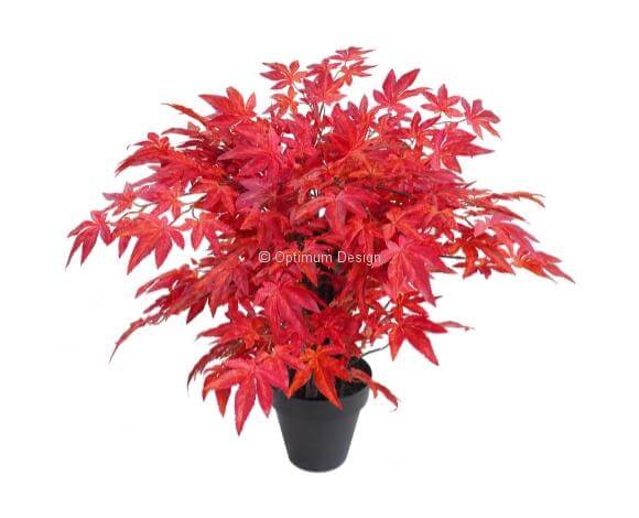 Erable japonais mini rouge 60 cm