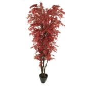 Erable japonais rouge 110, 150, 180 et 210 cm