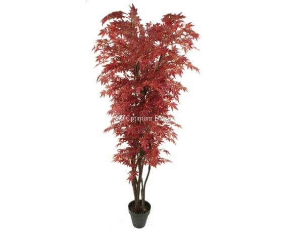 Erable japonais rouge 110, 150, 180 et 210 cm