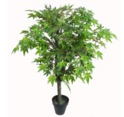 Erable japonais vert nature 120, 150 et 180 cm