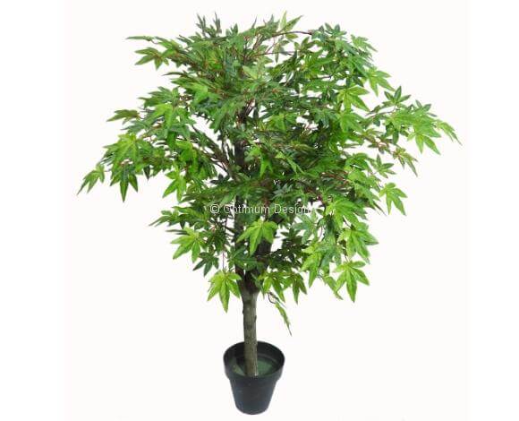 Erable japonais vert nature 120, 150 et 180 cm