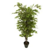 Erable japonais naturel 110, 150 et 180 cm