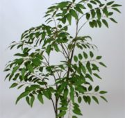 Ficus 3 branches en pot 170 cm