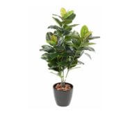 Ficus caoutchouc en- pot 125 cm