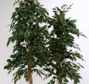 Ficus liane en pot 165 cm