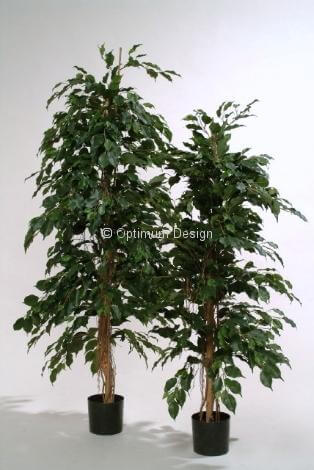 Ficus liane en pot 165 cm