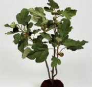 Figuier luxury en pot 90 cm