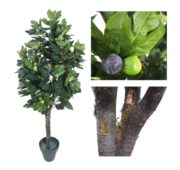 Figuier naturel 120, 150, 180, 210 et 240 cm