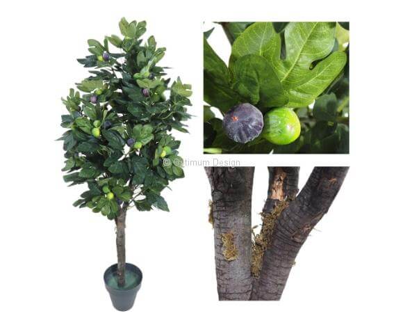 Figuier naturel 120, 150, 180, 210 et 240 cm