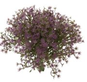 Gypsophile 20 cm violet