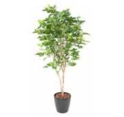 Grand hêtre avec son pot d'origine 190 cm