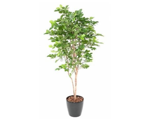 Grand hêtre avec son pot d'origine 190 cm