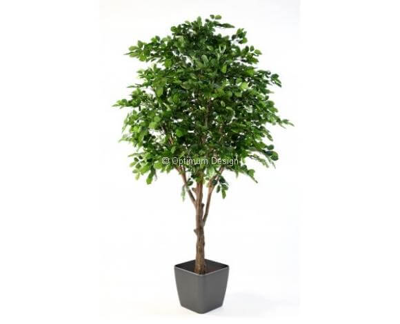 Hêtre 280 cm