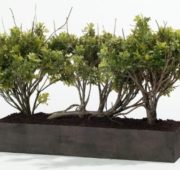Jardin buis hauteur 68 et 110 cm