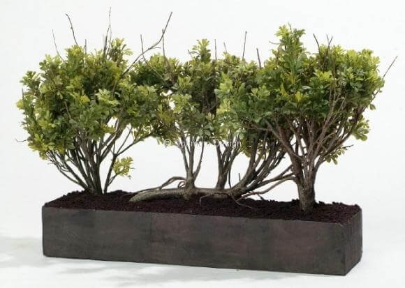 Jardin buis hauteur 68 et 110 cm