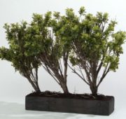 Jardin buis luxury 116 et 110 cm