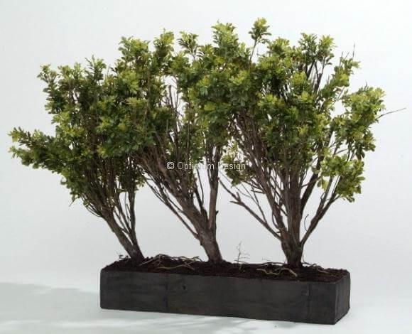 Jardin buis luxury 116 et 110 cm