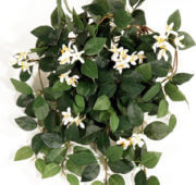 Jasmin intérieur 60 cm