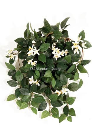 Jasmin intérieur 60 cm