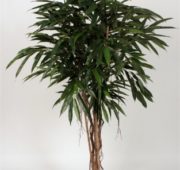 Longifolia liane 150 cm